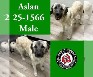 Mutt Dogs for adoption in Georgetown, KY, USA