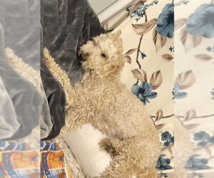Poodle (Standard)-Unknown Mix Dogs for adoption in Ogden, UT, USA