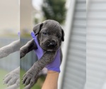 Puppy Puppy 7 Cane Corso