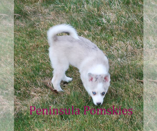 Medium Photo #4 Pomsky Puppy For Sale in SEQUIM, WA, USA