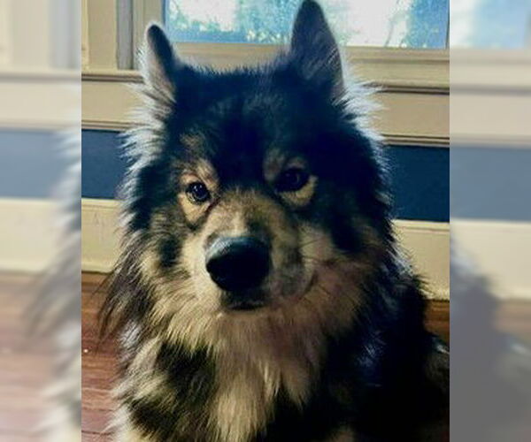 Medium Photo #5 Keeshond-Norwegian Elkhound Mix Puppy For Sale in Newfoundland, PA, USA