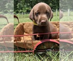 Small #1 Labrador Retriever