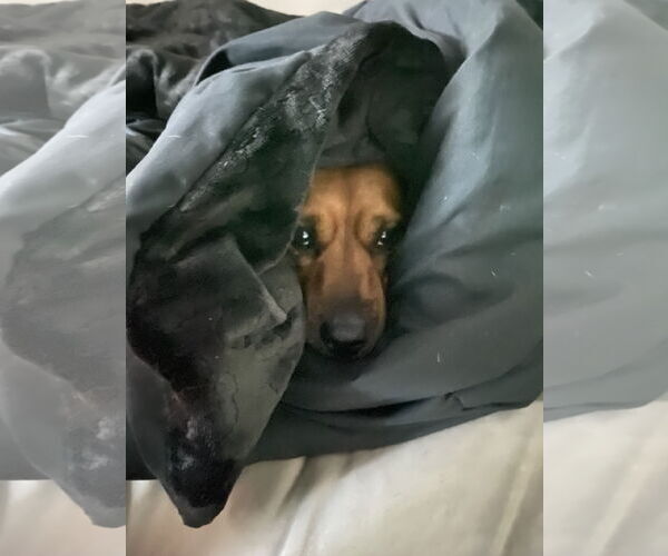 Medium Photo #4 Mutt Puppy For Sale in Woodland, CA, USA