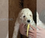 Small Photo #2 Labradoodle Puppy For Sale in CANTON, SD, USA