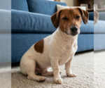 Small #6 Jack Russell Terrier