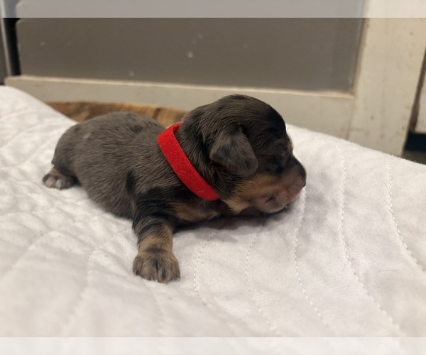 Medium Photo #2 Dachshund Puppy For Sale in MARSHFIELD, MO, USA