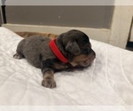 Small #1 Dachshund