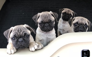Pug Puppy for sale in ROCHESTER, MA, USA