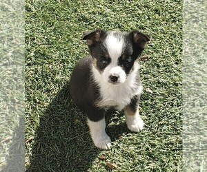 Aussie-Corgi Puppy for sale in BRIGGSDALE, CO, USA