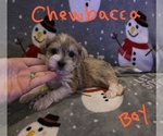 Small Photo #3 Chizer Puppy For Sale in MONTEZUMA, GA, USA
