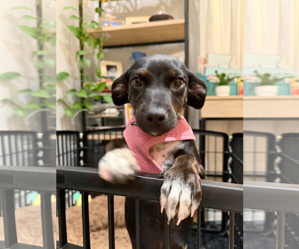 Medium Photo #1 Bulldog-Labrador Retriever Mix Puppy For Sale in Tarrytown, GA, USA