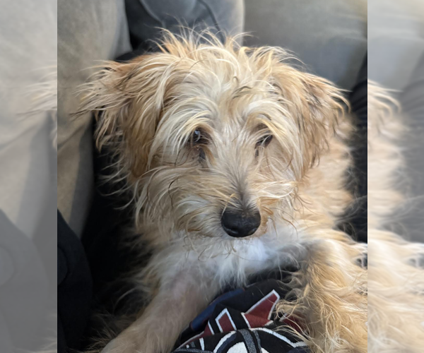 Medium Photo #3 Mutt Puppy For Sale in Brooklyn, NY, USA