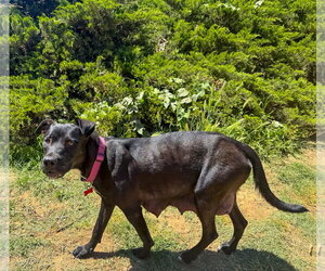 Labrador Retriever-Unknown Mix Dogs for adoption in San Diego, CA, USA