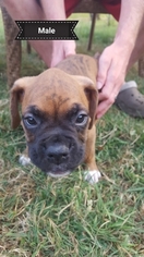 Boxer Puppy for sale in LONGVIEW, WA, USA