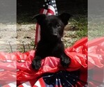 Small #4 German Shepherd Dog