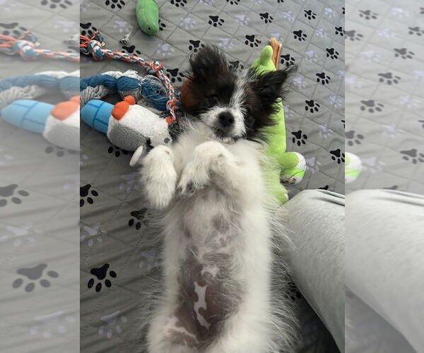 Medium Photo #4 Pomeranian Puppy For Sale in Brooklyn Center, MN, USA