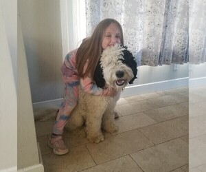 Father of the Sheepadoodle puppies born on 02/25/2023