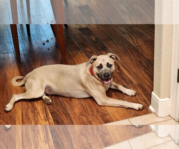 Medium Photo #10 Black Mouth Cur-Unknown Mix Puppy For Sale in Spring, TX, USA