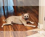 Small #9 Black Mouth Cur Mix