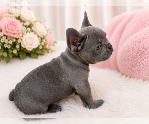 Medium Photo #1 French Bulldog Puppy For Sale in FORT LAUDERDALE, FL, USA