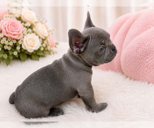 French Bulldog Puppy for Sale in FORT LAUDERDALE, Florida USA