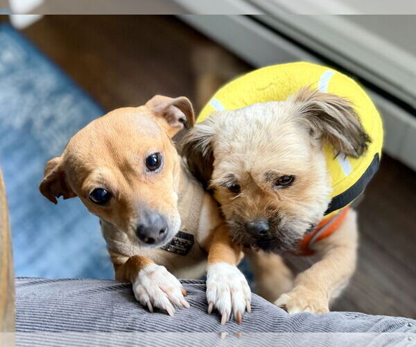 Medium Photo #8 Shiranian Puppy For Sale in Oakhurst, NJ, USA