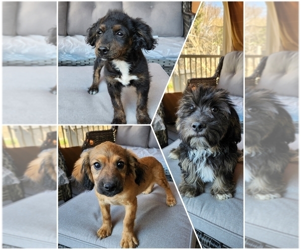 Medium Photo #1 Cavachon-Cavapoo Mix Puppy For Sale in HAMPTON, VA, USA