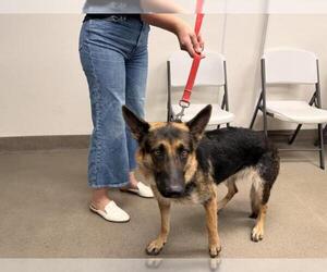 German Shepherd Dog Dogs for adoption in HESPERIA, CA, USA