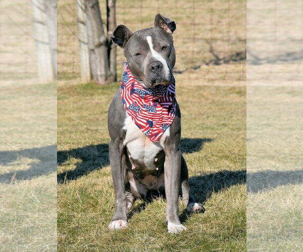 Medium Photo #5 American Staffordshire Terrier-Unknown Mix Puppy For Sale in Spring Lake, NJ, USA
