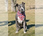 Small #4 American Staffordshire Terrier Mix