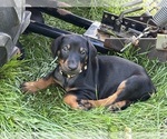 Puppy Flower Doberman Pinscher
