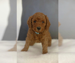 Small Photo #5 Poodle (Miniature) Puppy For Sale in WEST JORDAN, UT, USA