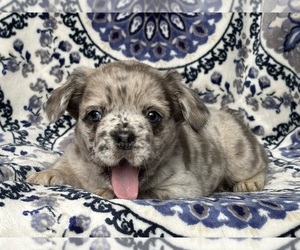 French Bulldog Puppy for sale in NEWTON, NJ, USA
