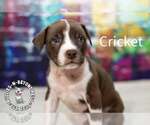 Small #1 Staffordshire Bull Terrier Mix