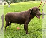 Small #2 Labrador Retriever Mix