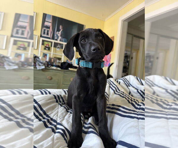 Medium Photo #7 Labrador Retriever-Unknown Mix Puppy For Sale in Brewster, NY, USA