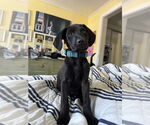 Small #6 Labrador Retriever Mix