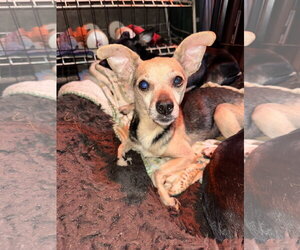 Chihuahua-Unknown Mix Dogs for adoption in Ball Ground, GA, USA