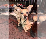 Small Chihuahua Mix