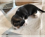 Small Photo #6 Beagle Puppy For Sale in FORT DODGE, IA, USA