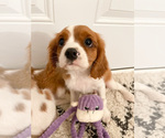 Small Photo #1 Cavalier King Charles Spaniel Puppy For Sale in BOX SPRINGS, CA, USA