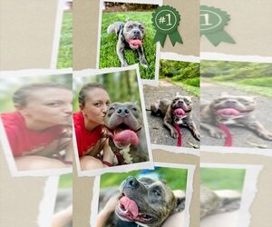 American Pit Bull Terrier-Unknown Mix Dogs for adoption in columbia, SC, USA