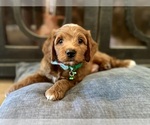 Small #1 Goldendoodle (Miniature)