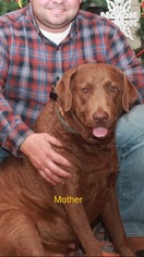 Mother of the Chesapeake Bay Retriever puppies born on 09/09/2017