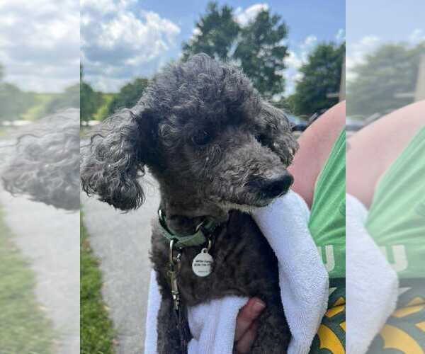 Medium Photo #3 Poodle (Miniature) Puppy For Sale in Candler, NC, USA