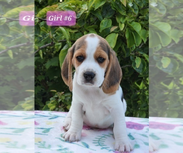 Medium Photo #2 Beagle Puppy For Sale in COOS BAY, OR, USA