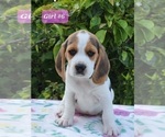 Small Photo #2 Beagle Puppy For Sale in COOS BAY, OR, USA