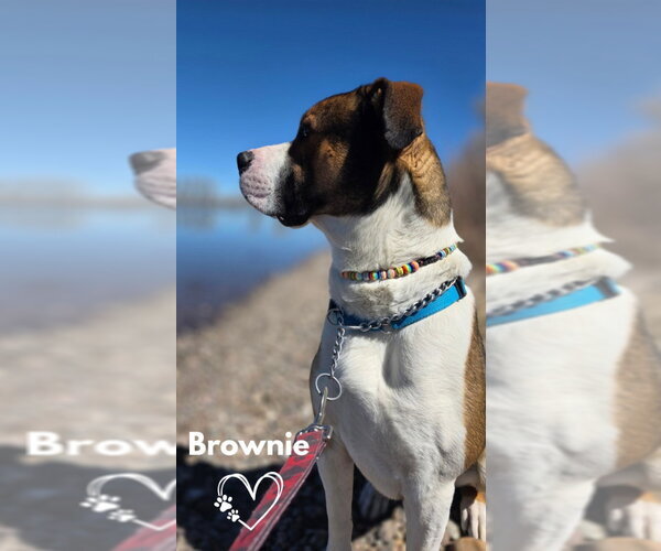 Medium Photo #7 Boxer-Unknown Mix Puppy For Sale in Monte Vista, CO, USA
