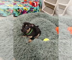 Small #1 Mutt