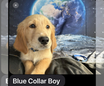 Small #2 Golden Retriever